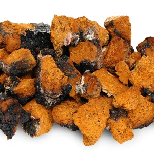 Chaga Mushrooms, Dried Chaga Mushrooms, Dried