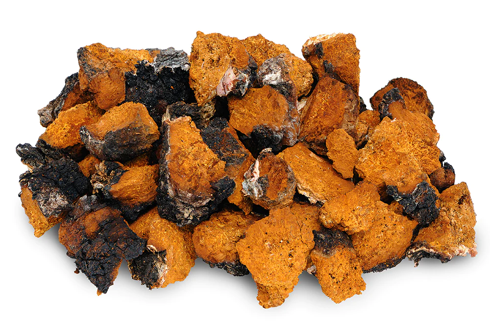 Chaga Mushrooms, Dried