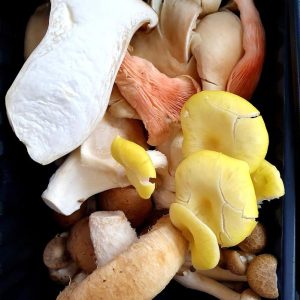 Wild Mushroom Mix, Fresh