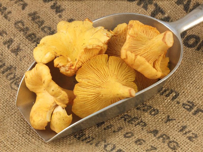 Girolle Mushrooms