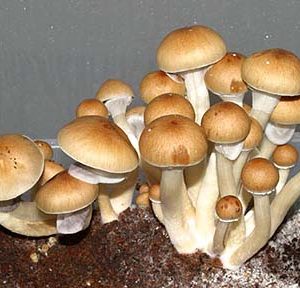 Psilocybe Cubensis Panama Spores