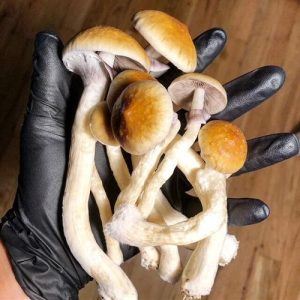 Psilocybe Cubensis Brazil Mushroom Spores Psilocybe Cubensis Brazil Mushroom Spores