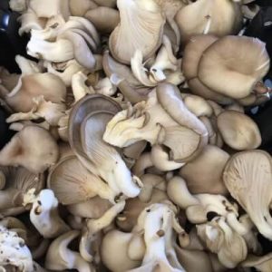 Grey Oyster Mushrooms Grey Oyster Mushrooms