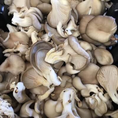 Grey Oyster Mushrooms