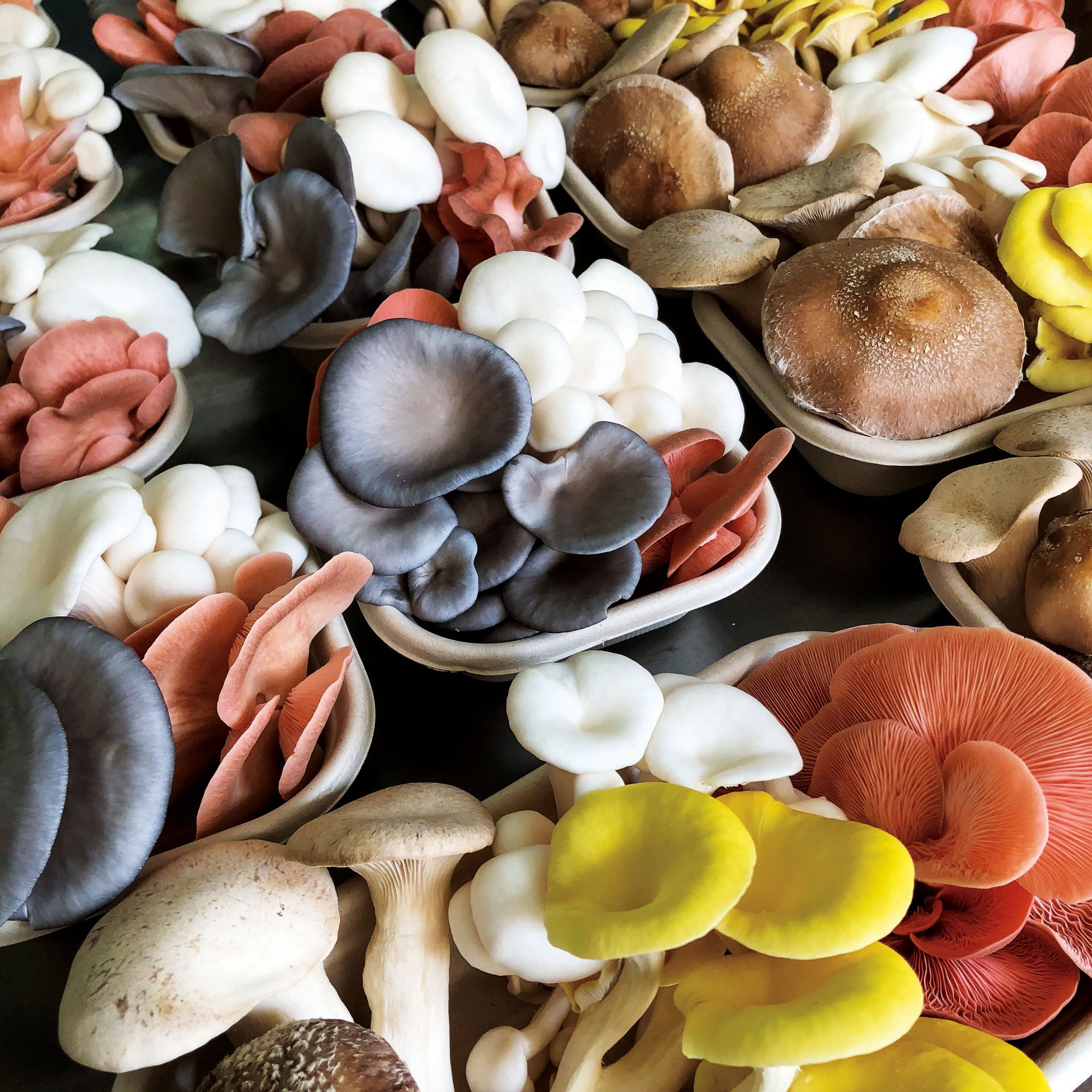 Cultivated Mushroom Mix