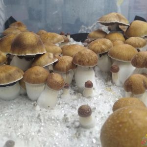 Super Strain Koh Samui Spores
