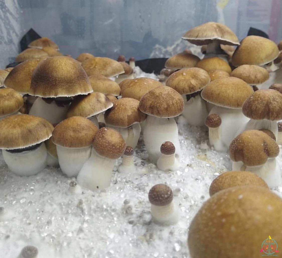 Super Strain Koh Samui Spores