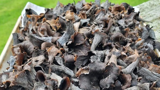 Trompette de la Mort, Dried