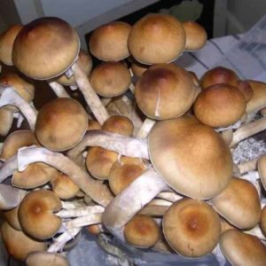  Thai Tanic (Thai Lipa Yai Cubensis) Spore Syringe