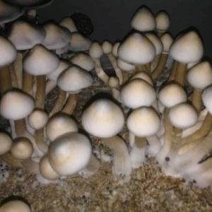 Albino A+ Mushroom Spores