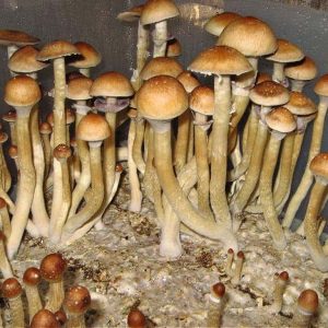 Burma Cubensis Mushroom Spores