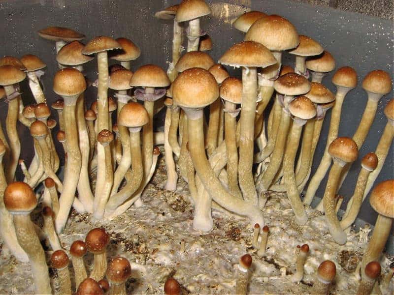 Burma Cubensis Mushroom Spores