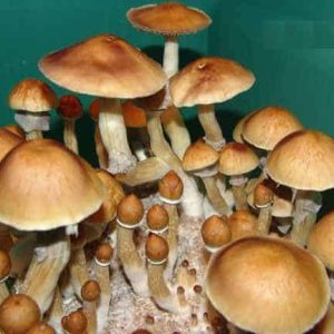 Cambodian Mushroom Spore Syringe Cambodian Mushroom Spore Syringe