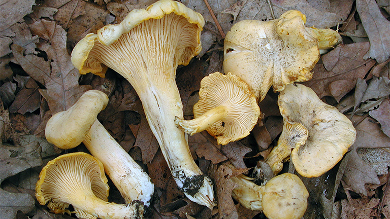 Grey Chanterelle Mushrooms, Fresh
