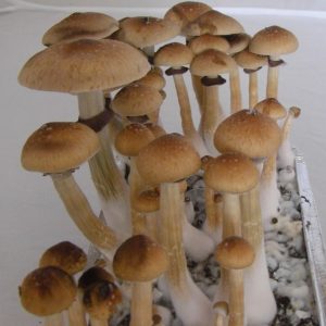 Mexican Dutch King (MDK) Spores Mexican Dutch King (MDK) Spores