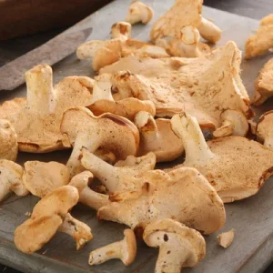 Pied de Mouton Mushrooms, Fresh