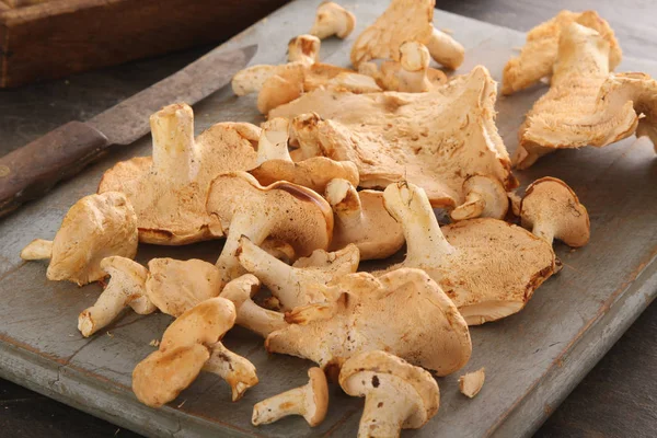 Pied de Mouton Mushrooms, Fresh