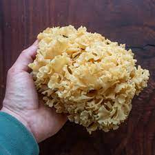 Cauliflower Fungus
