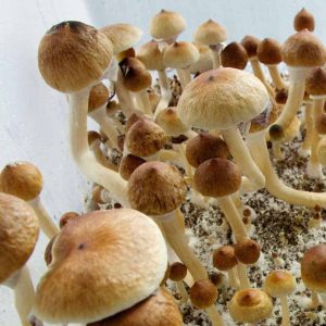  Ecuador Cubensis Spore Syringe