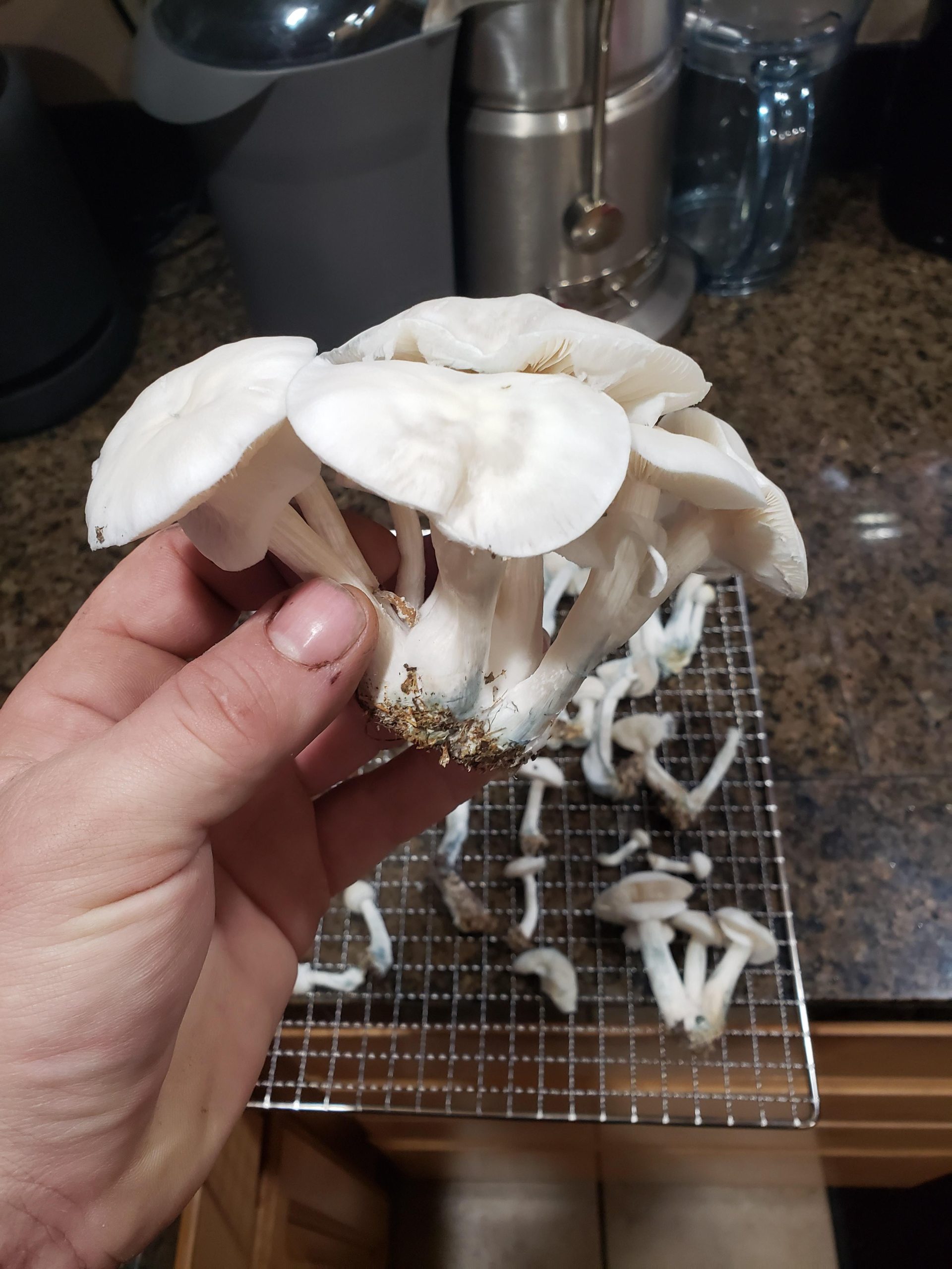 Albino Louisiana Cubensis Mushroom Spores