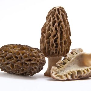 Morel Mushrooms