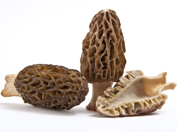 Morel Mushrooms, Fresh