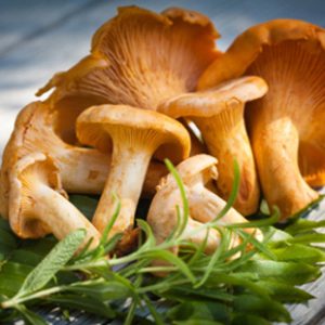 Girolle Mushrooms, Fresh