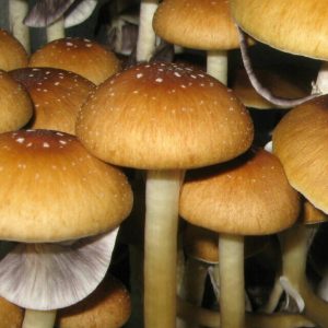 Psilocybe Cubensis Menace Mushroom Spores Psilocybe Cubensis Menace Mushroom Spores