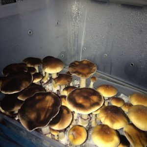 Malabar Coast Cubensis Mushroom Spores Malabar Coast Cubensis Mushroom Spores
