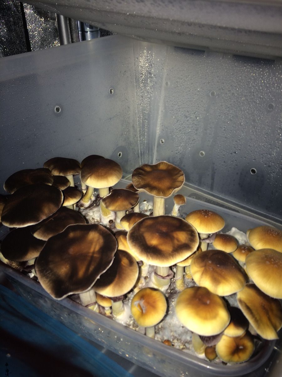 Malabar Coast Cubensis Mushroom Spores