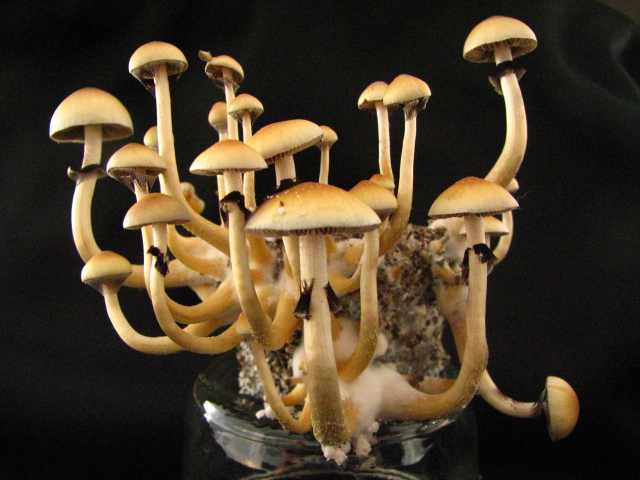 Mazatapec Cubensis Spore Syringe