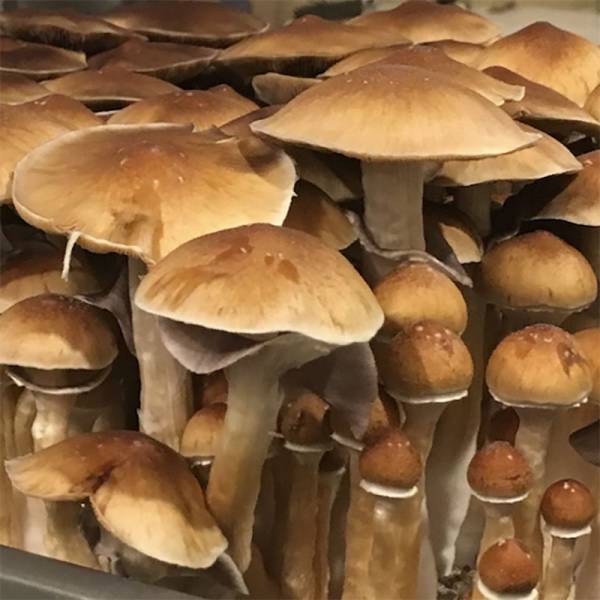 Psilocybe Cubensis Huautla Spore Syringe