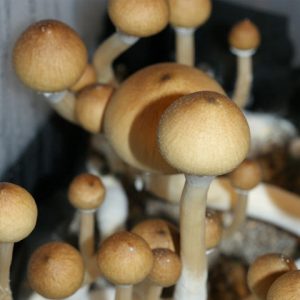 Red Boy Cubensis Mushroom Spores