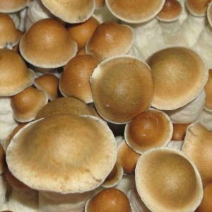 Maui Platinum (PES Hawaiian) Cubensis Spore Syringe 