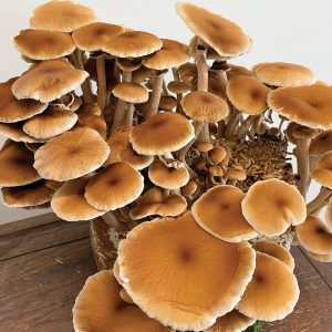 Pioppino Mushrooms