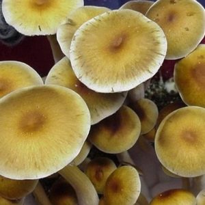 Luminous Lucies 