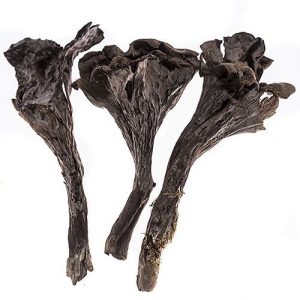 Trompette de la Mort, Fresh