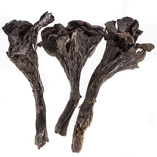 Trompette de la Mort, Fresh