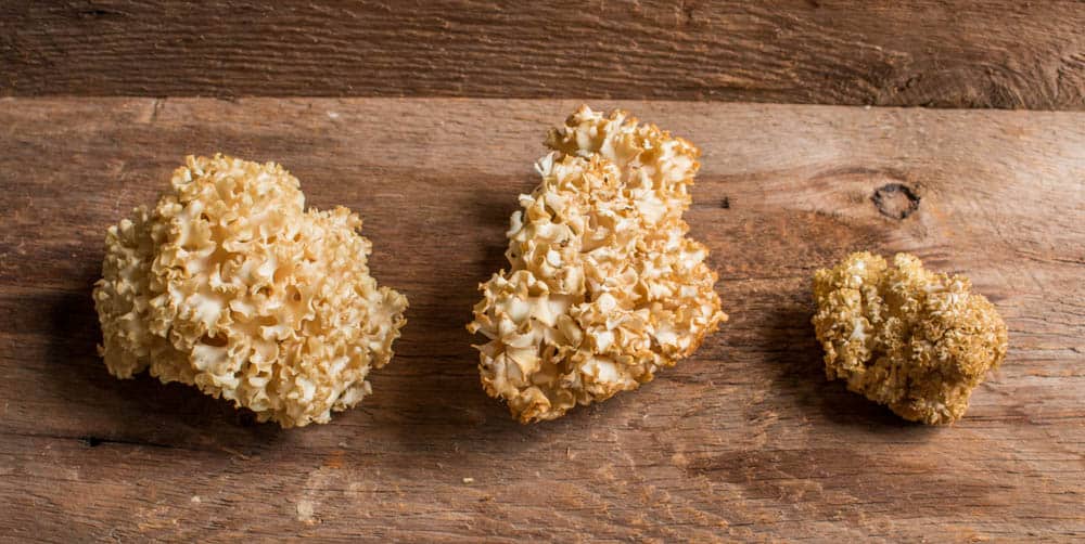 Dried Cauliflower Mushroom