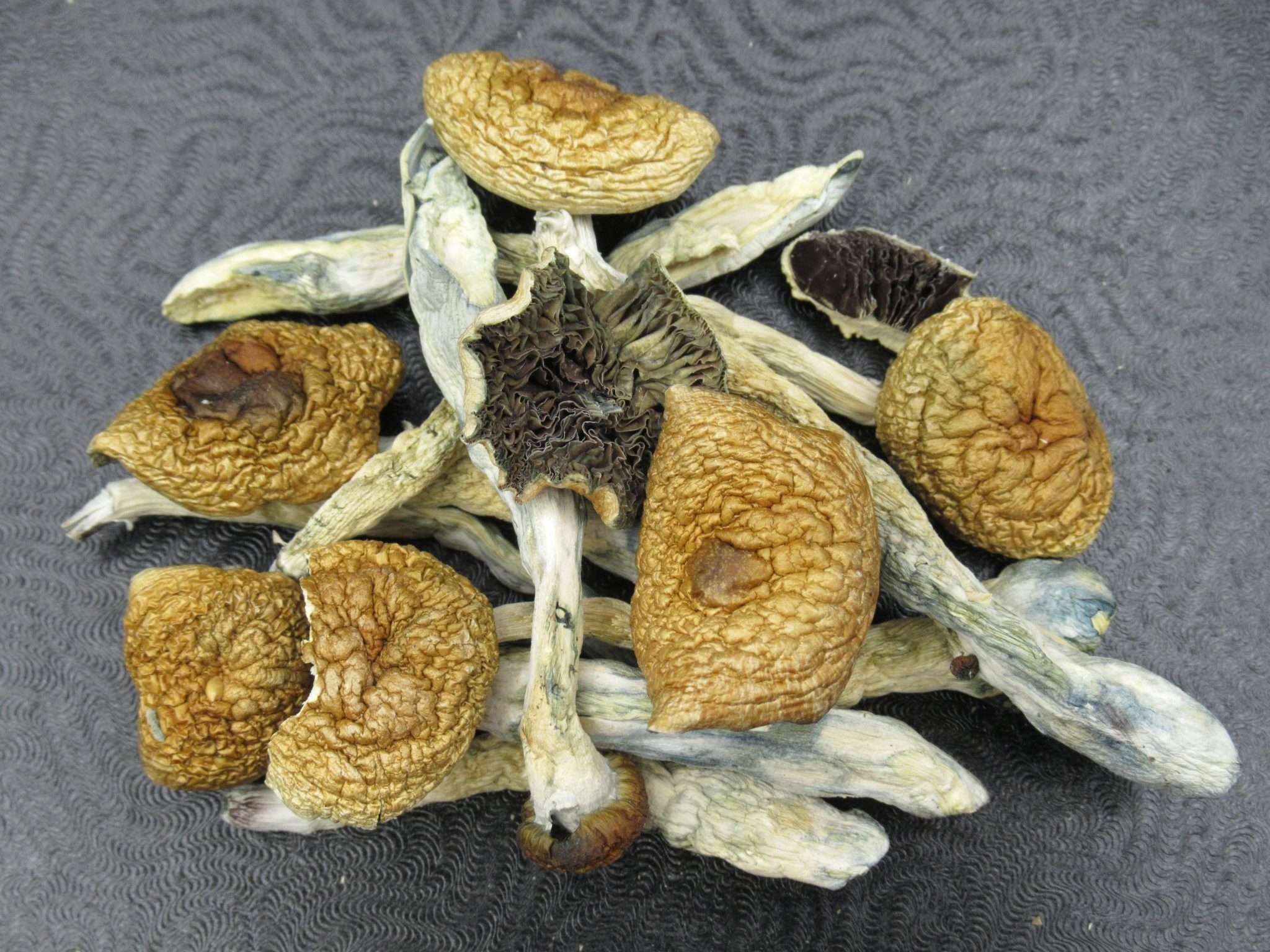 BRAZILIAN MAGIC MUSHROOMS