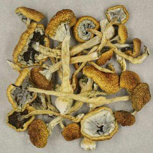 CAMBODIAN MAGIC MUSHROOM
