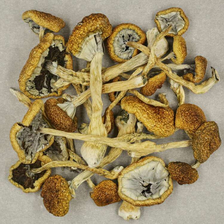 CAMBODIAN MAGIC MUSHROOM