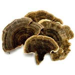 Dried Turkey Tail
