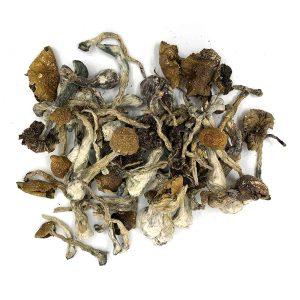 Wavy Cap Magic Mushrooms Wavy Cap Magic Mushrooms