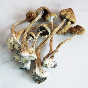 Z-Strain Z-Strain