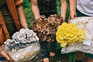 Read more about the article How to Grow Mushrooms