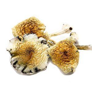 Alacabenzi Cubensis