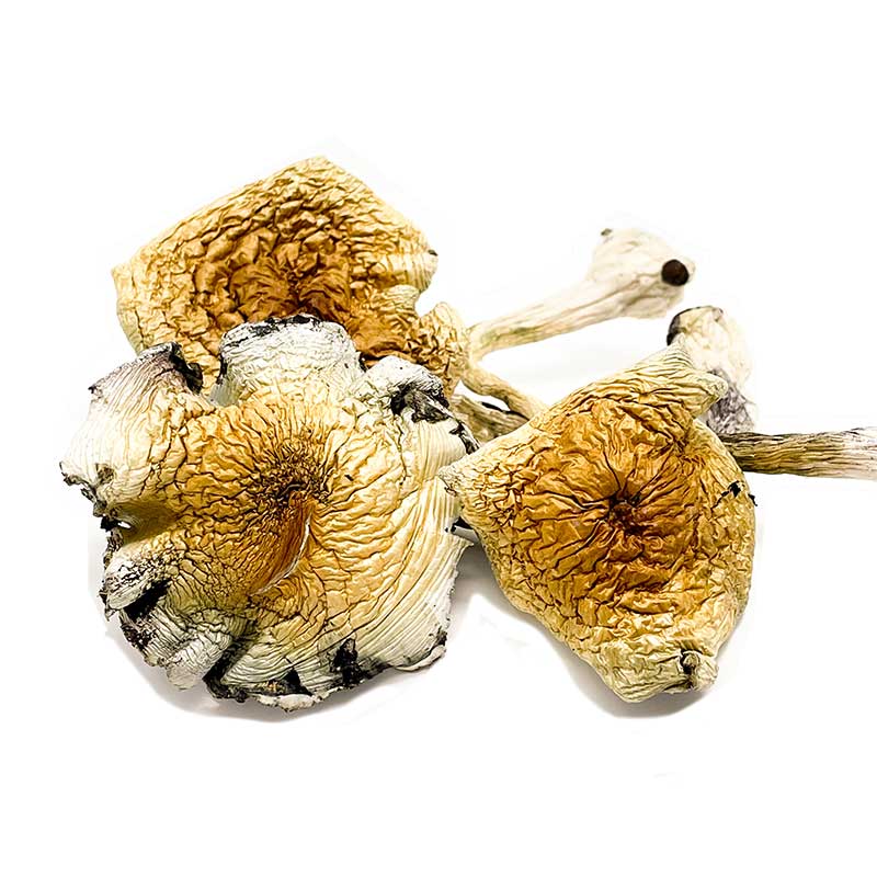Alacabenzi Cubensis