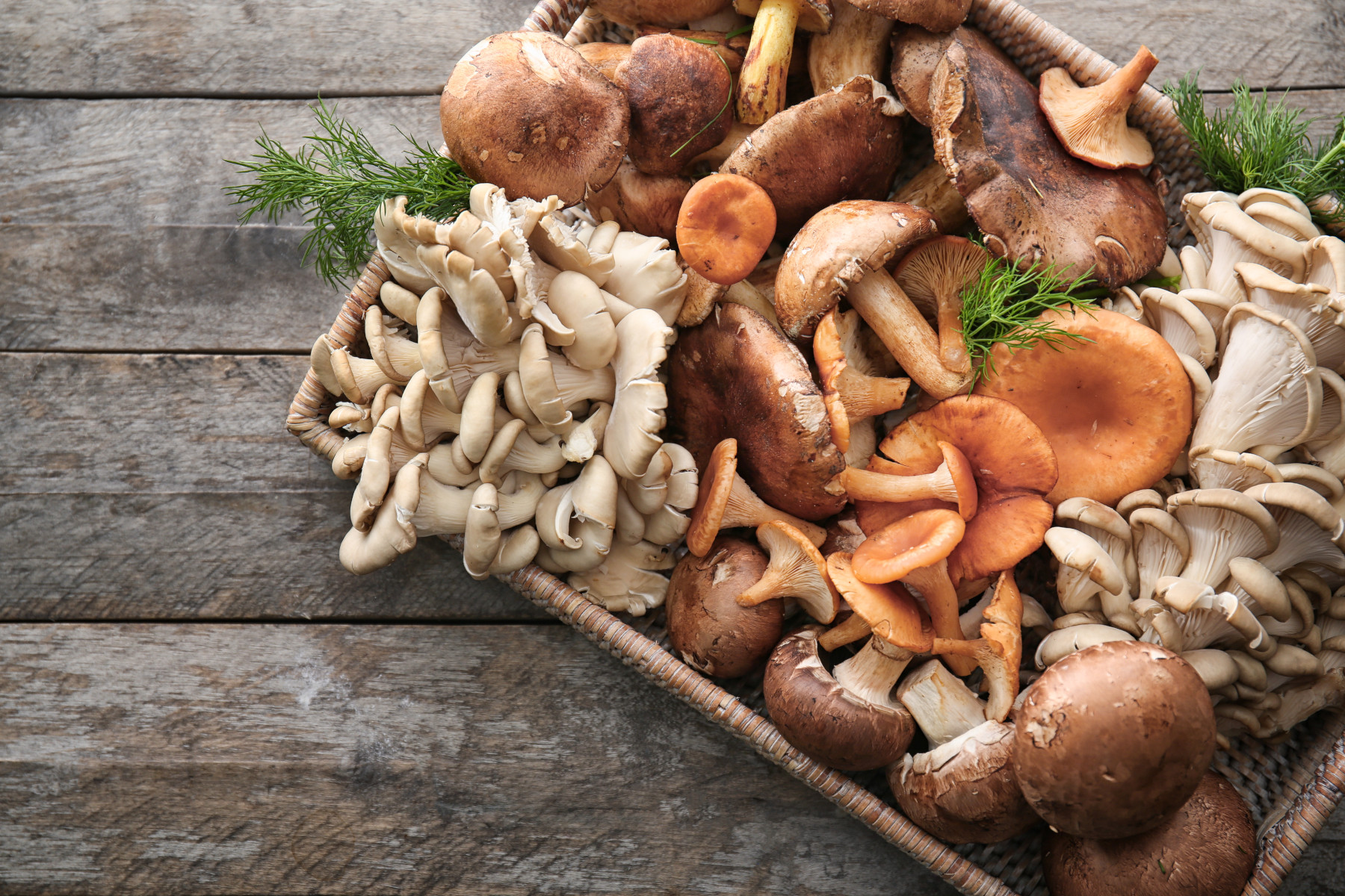 Read more about the article Mushroom types
