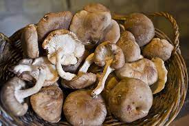 Read more about the article Edible mushroom